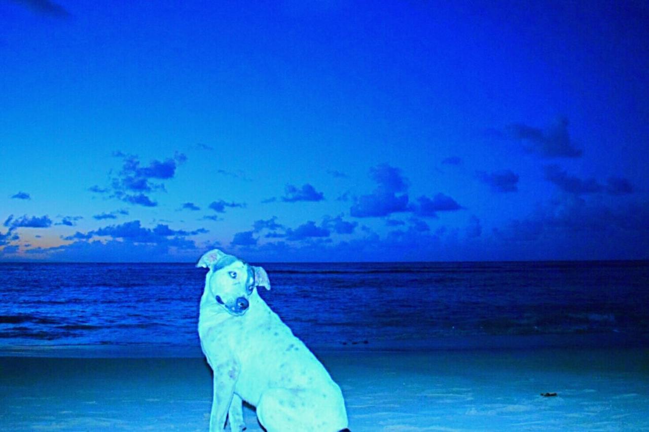 La Dolce Vita Beachfront Hotels, Las Terrenas, Samana ภายนอก รูปภาพ